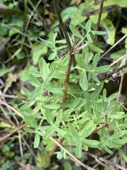 Hypericum perforatum