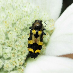 Castiarina oblita