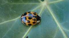 Harmonia axyridis