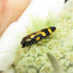 Castiarina oblita