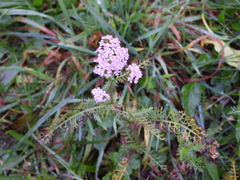 Achillea roseo-alba