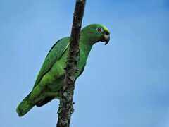 Amazona ochrocephala