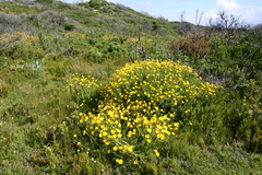 Osteospermum polygaloides polygaloides