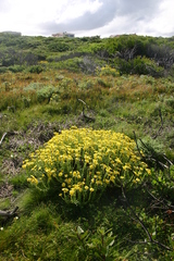 Osteospermum polygaloides polygaloides