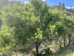 Quercus coccifera