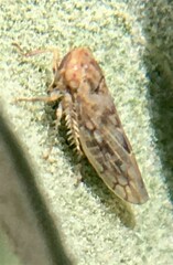 Neoaliturus tenellus