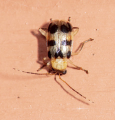 Cerotoma