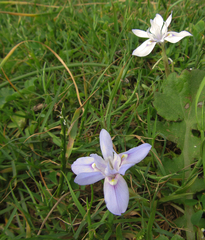 Moraea australis