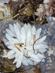 Sepioteuthis australis