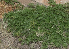 Cymopterus hallii