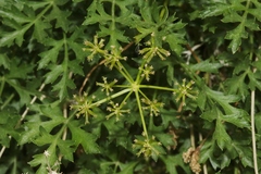 Cymopterus hallii