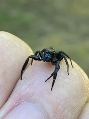 Euophryini