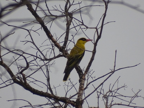 African Golden Oriole