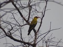 Oriolus auratus