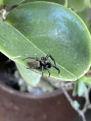 Euophryini