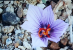 Crocus pallasii