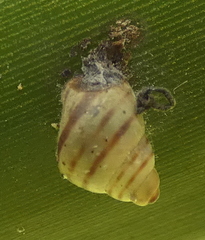Drymaeus rufolineatus