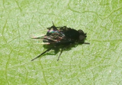 Phora occidentata