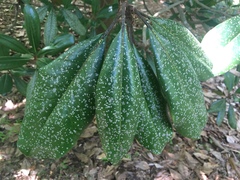 Cephaleuros virescens