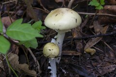Amanita xylinivolva
