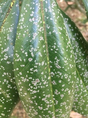 Cephaleuros virescens