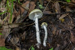 Amanita xylinivolva