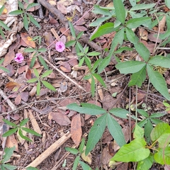Ipomoea heptaphylla