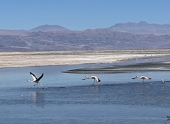 Phoenicoparrus andinus