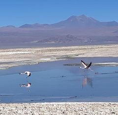 Phoenicoparrus andinus