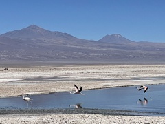 Phoenicoparrus andinus