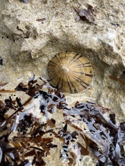 Cellana tramoserica