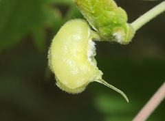 Contarinia negundinis