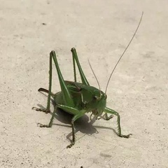 Gampsocleis sedakovii