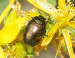 Chrysolina hyperici