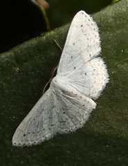 Idaea