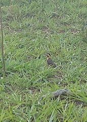 Colaptes campestris campestris