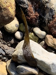 Eisenia arborea
