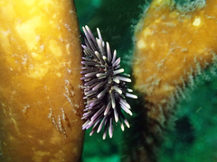 Euechinoidea