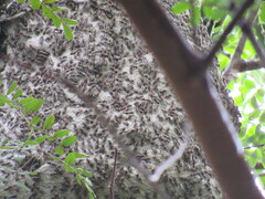 Protonectarina sylveirae