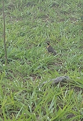 Colaptes campestris campestris