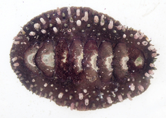Acanthopleura echinata