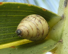 Drymaeus rufolineatus