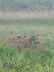 Colaptes campestris campestris