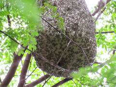 Protonectarina sylveirae