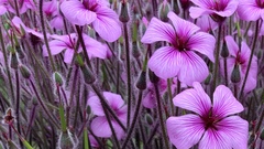 Geranium maderense
