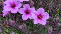 Geranium maderense