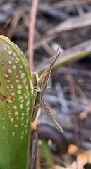 Achurum carinatum