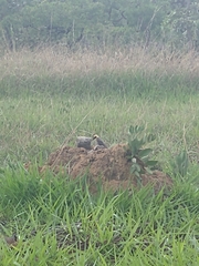 Colaptes campestris campestris