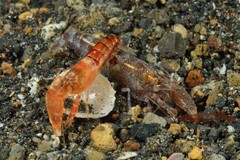 Alpheidae