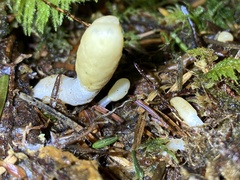 Trichoderma leucopus